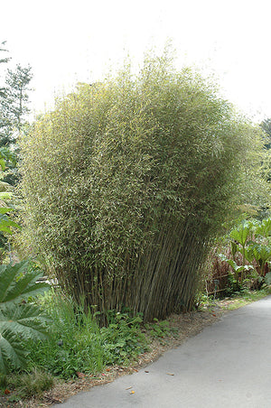 Fargesia nitida (Blue Fountain Bamboo)
