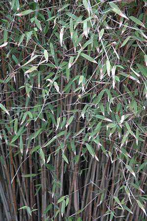 Fargesia nitida (Blue Fountain Bamboo)