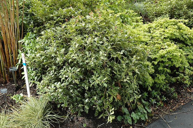 Osmanthus heterophyllus 'Variegatus' (Variegated False Holly)