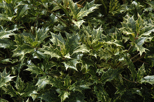 Osmanthus heterophyllus 'Variegatus' (Variegated False Holly)