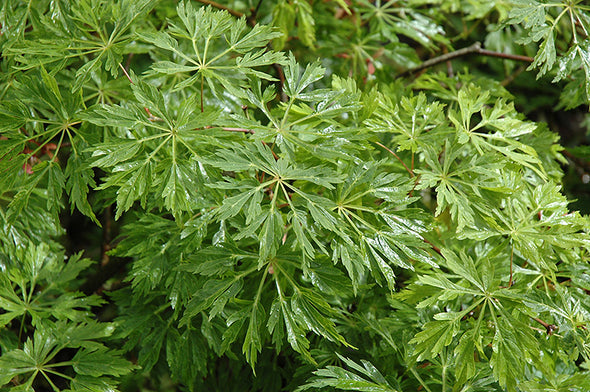Acer japonicum 'Green Cascade' (Green Cascade Maple)