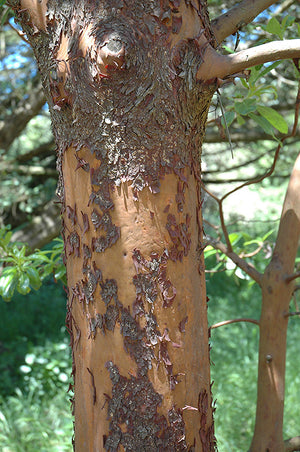Arbutus menziesii (Pacific Madrone)