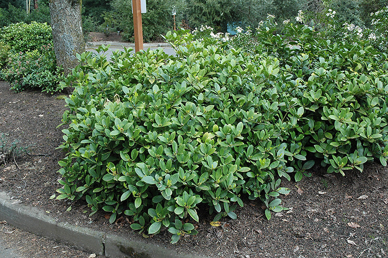 Skimmia reevesiana (Reeves Skimmia)