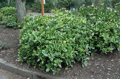 Skimmia reevesiana (Reeves Skimmia)
