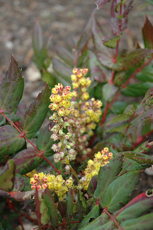Mahonia nervosa (Cascade Oregon Grape)