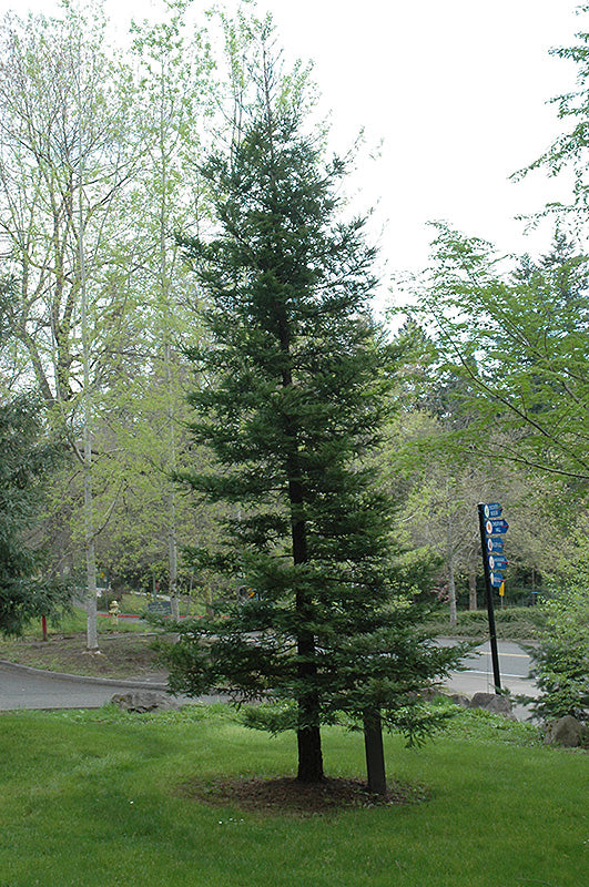 Sequoia sempervirens (Coast Redwood)