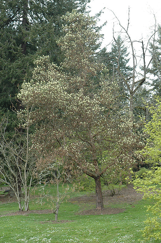 Arbutus menziesii (Pacific Madrone)