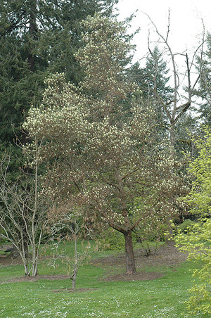 Arbutus menziesii (Pacific Madrone)
