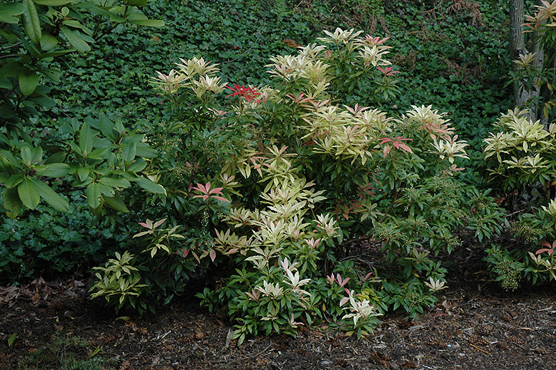Pieris japonica 'Forest Flame' (Forest Flame Japanese Pieris)