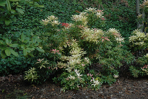Pieris japonica 'Forest Flame' (Forest Flame Japanese Pieris)