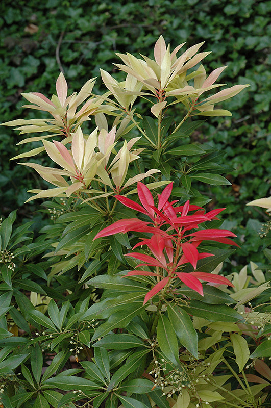 Pieris japonica 'Forest Flame' (Forest Flame Japanese Pieris)