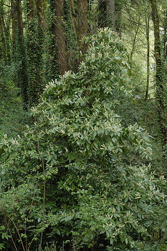 Prunus laurocerasus (Cherry Laurel)