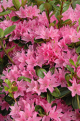 Rhododendron 'Daybreak' (Azalea exbury Daybreak)
