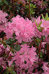 Azalea japonica 'Hardijzer's Beauty' (Rhododendron 'Hardijzer's Beauty')
