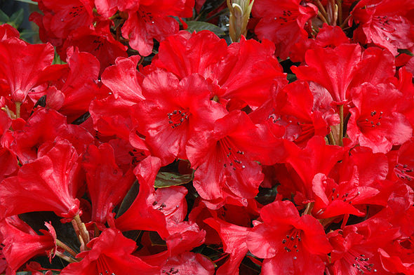 Rhododendron 'Jean Marie de Montague'