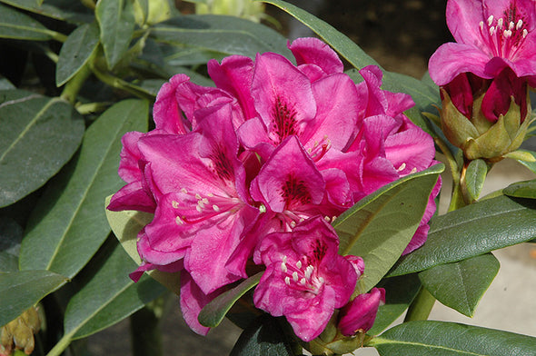 Rhododendron 'Wojnar's Purple'