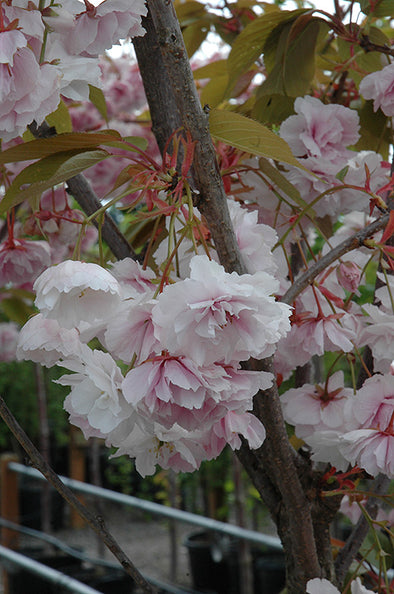Prunus serrulata 'Shirofugen' (Flowering Cherry)