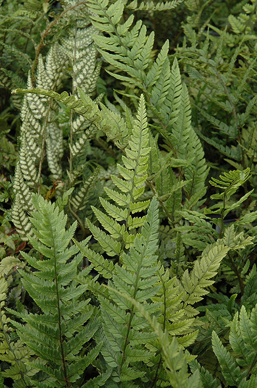 Polystichum tsus-simense (Korean Rock Fern)