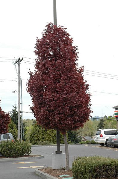 Acer platanoides 'Crimson Sentry' (Norway Maple)