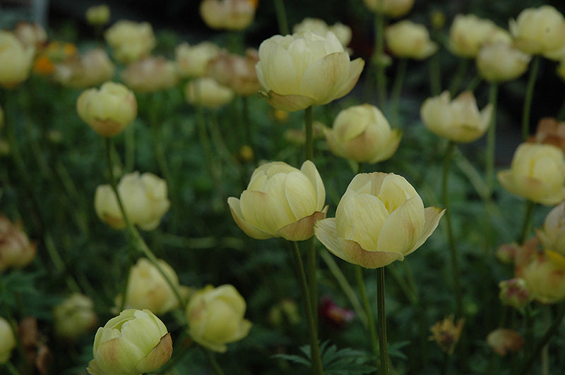 Trollius x cultorum 'Cheddar' (Cheddar Globeflower)