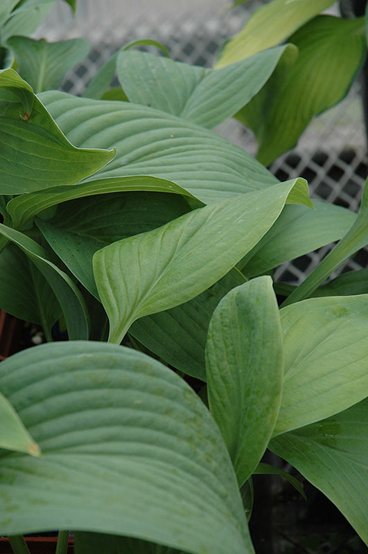 Hosta 'T-Rex'