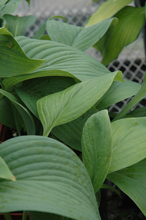 Hosta 'T-Rex'