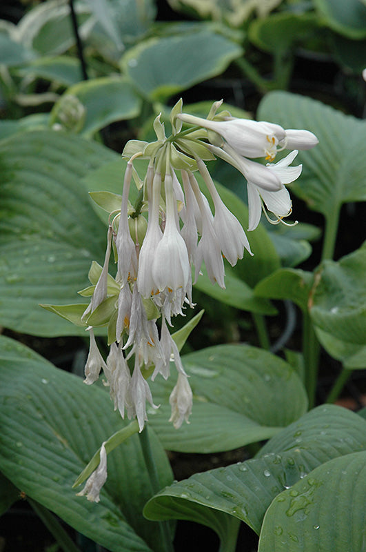 Hosta 'T-Rex'