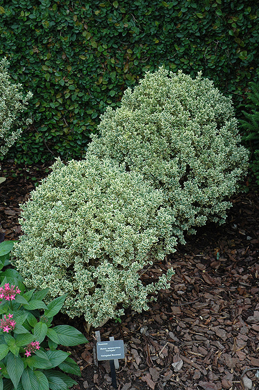 Buxus sempervirens 'Variegata' (Boxwood)