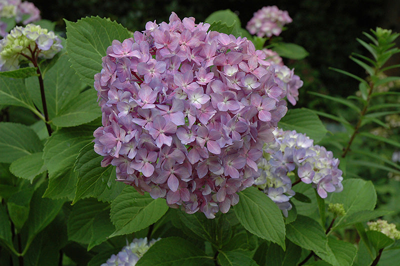 Hydrangea macrophylla 'Nigra'
