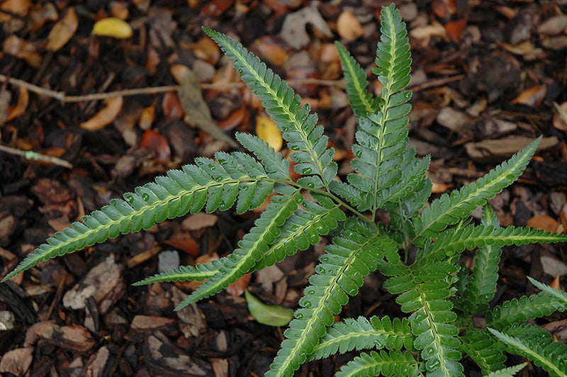 Arachniodes simplicior 'Variegata' (Variegated Holly Fern)