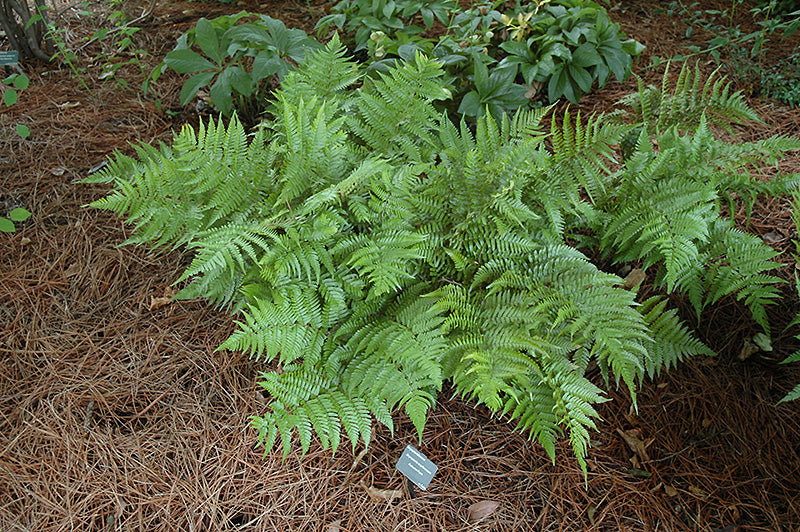 Dryopteris erythrosora (Autumn Fern)