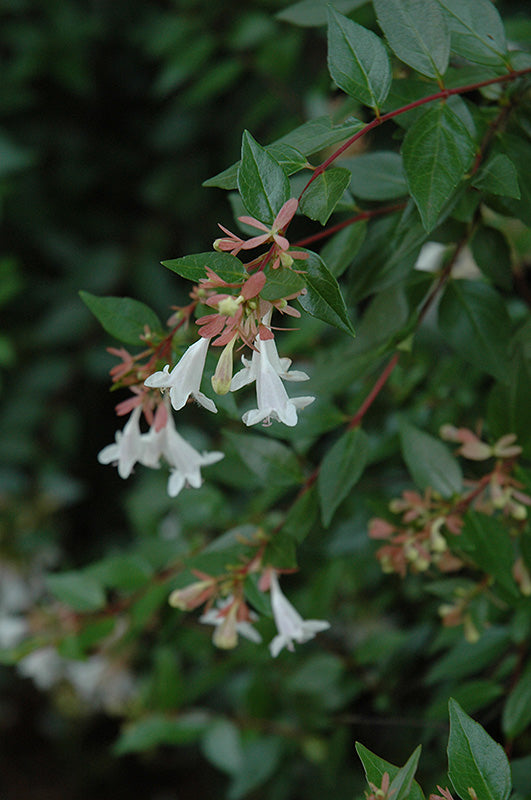 Abelia x grandiflora 'Edward Goucher'