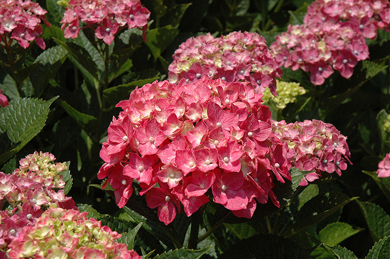 Hydrangea macrophylla 'Forever Pink'