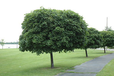 Acer platanoides 'Globosum' (Globe Norway Maple)