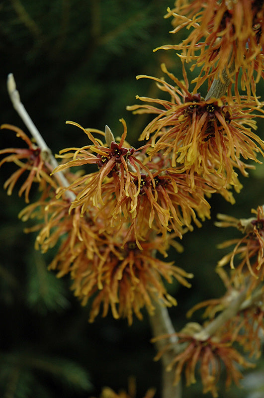 Hamamelis x intermedia 'Jelena' (Jelena Witchhazel)