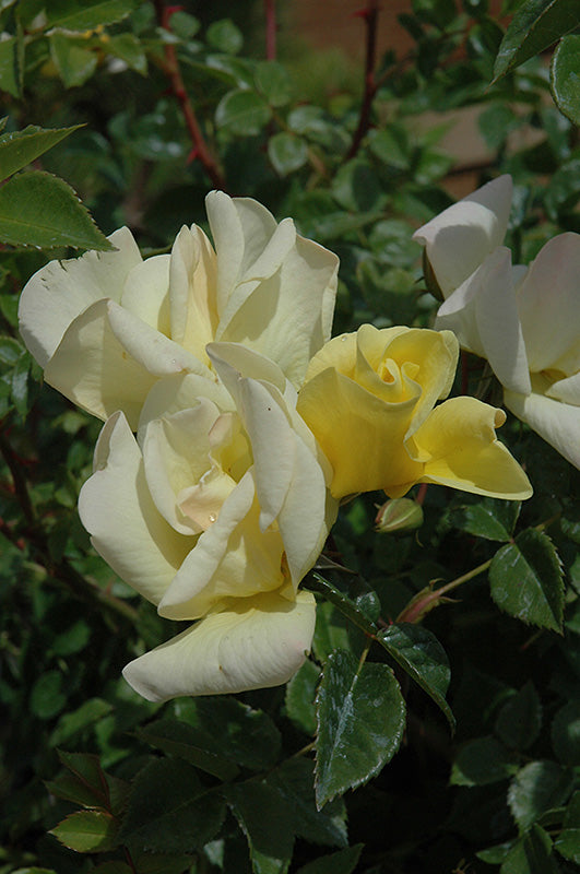 Rosa 'Limoncello'