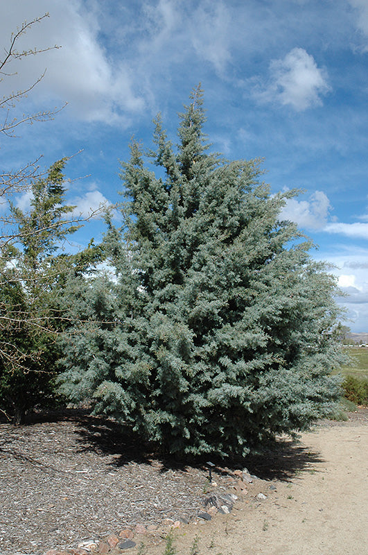 Cupressus Arizonica