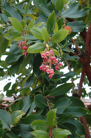 Arbutus menziesii (Pacific Madrone)