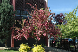 Crataegus mordenensis 'Toba' (Hawthorn)