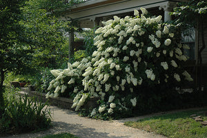 Hydrangea quercifolia 'Snowflake'