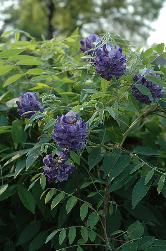 Wisteria frutescens 'Amethyst Falls' (Amethyst Falls Wisteria) – Green  Thumb Nurseries