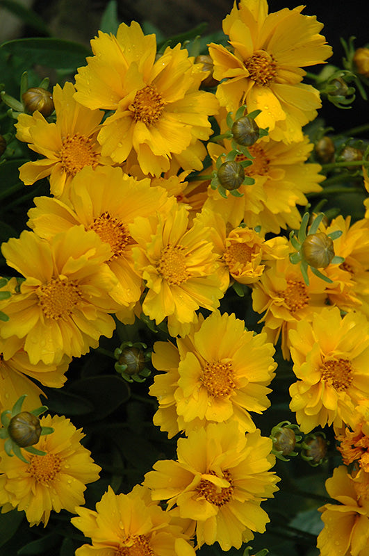 Coreopsis grandiflora 'Presto' (Presto Dwarf Tickseed)