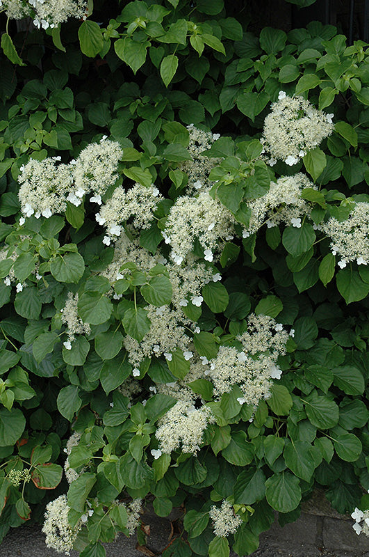 Hydrangea anomala 'var. petiolaris'