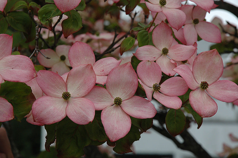 Cornus kousa 'Satomi' (Satomi Chinese Dogwood)