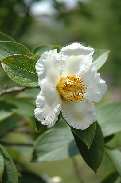 Stewartia pseudocamellia (Japanese Stewartia)
