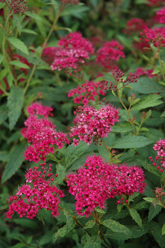 Spiraea japonica 'Neon Flash' (Neon Flash Spirea)