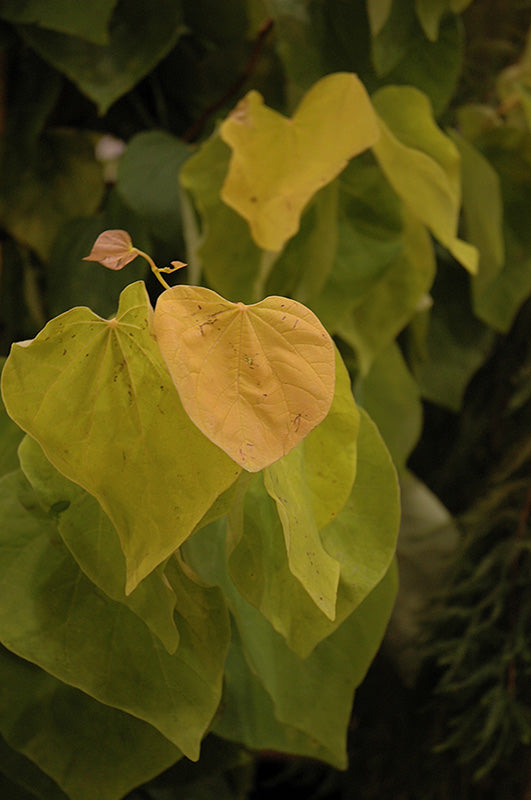 Cercis canadensis 'The Rising Sun' (Redbud)