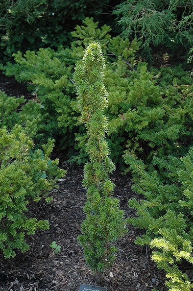 Taxus baccata 'Melford' (Melford English Yew)