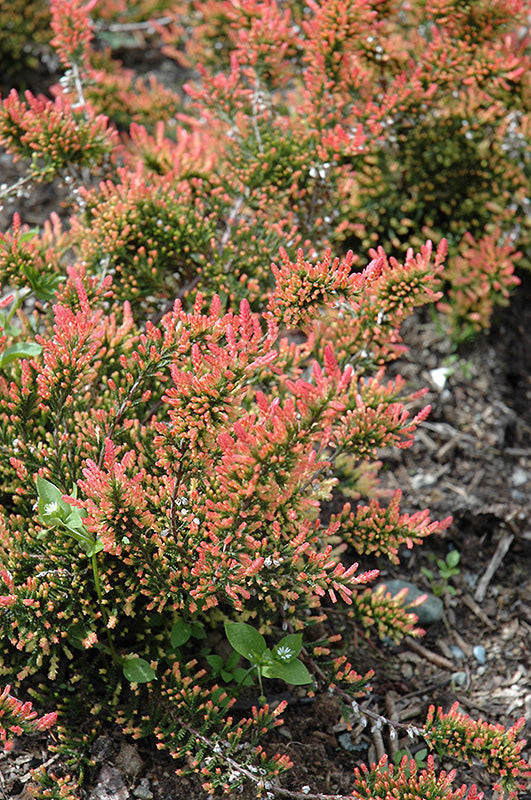 Calluna vulgaris 'Red Fred' (Heather) – Green Thumb Nurseries