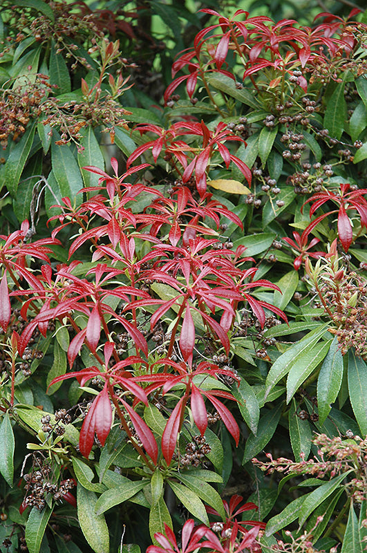 Pieris japonica 'Valley Valentine' (Japanese Pieris)
